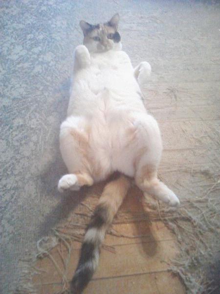 My cat Carrie being sexy.