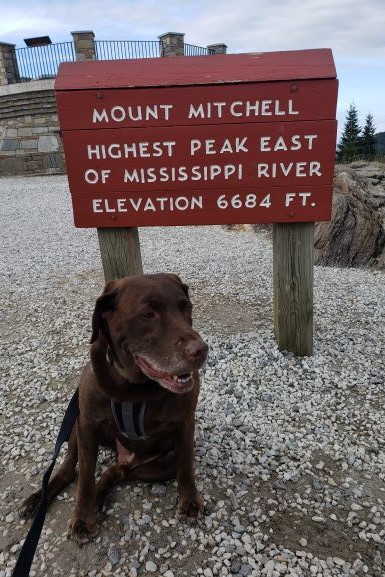 My Chocolate Lab JD - He passed away at 13 in March 2021 from cancer.