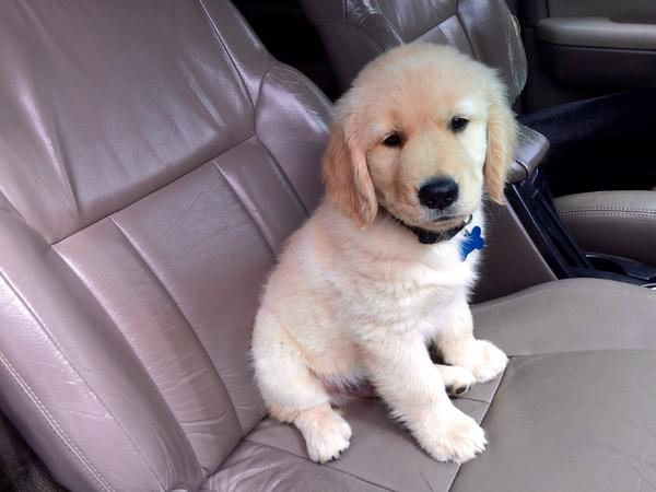 My co-pilot fresh on the job.