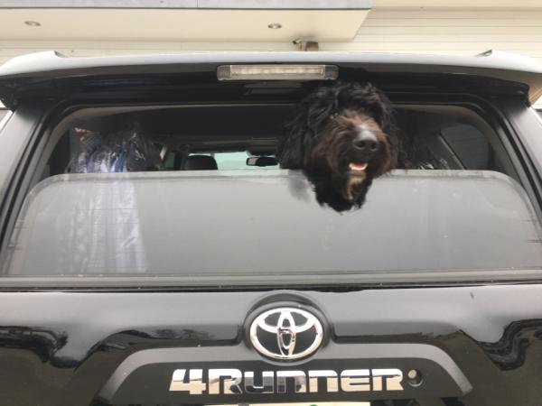 My dog loves the new whip over the Taco