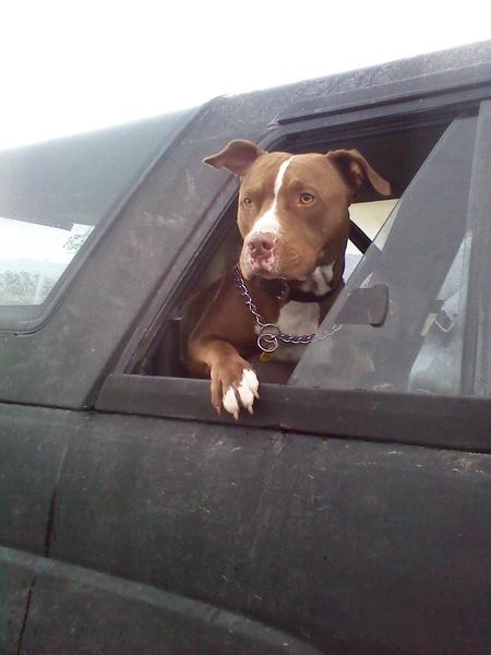 my dog pickle in the back of my 4runner as we are 4x4ing