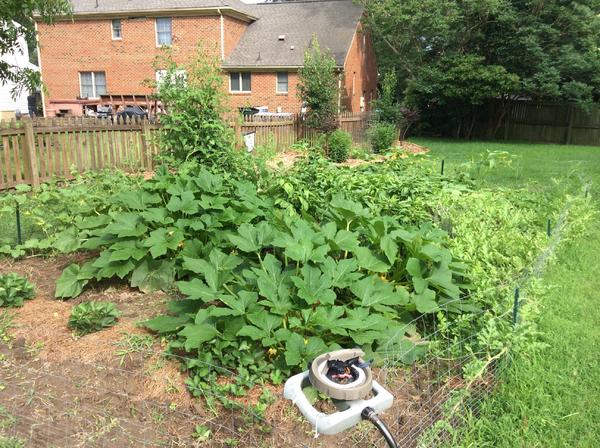 My garden in its prime in 2014