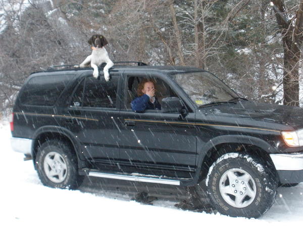 My German Shorthair on top of the T4R