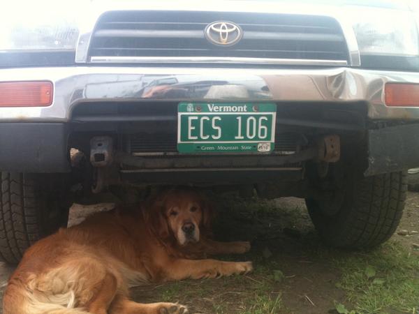 My Golden under my runner