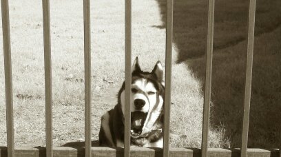 My lazy husky yawning