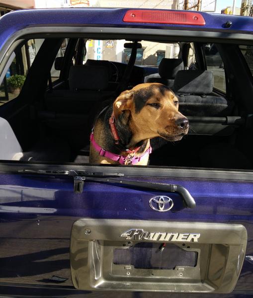 My pup Lela checking out her new rig