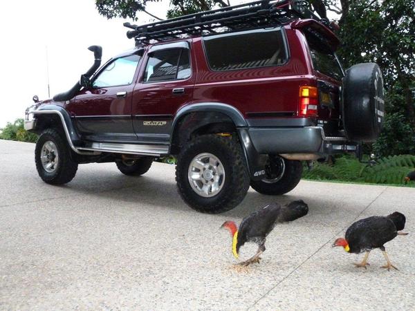Native Brush Turkey watchdogs !