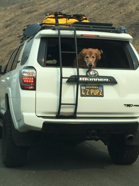 New plates for the Dog Hauler