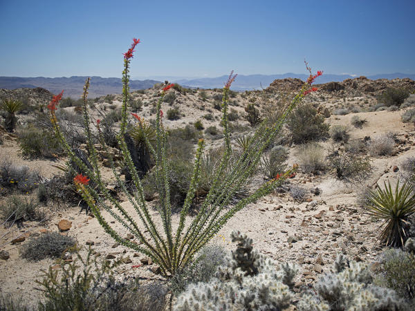 Ocotillo Bush in bloom, the Salton Sea in the distance and the Imperial Valley beyond