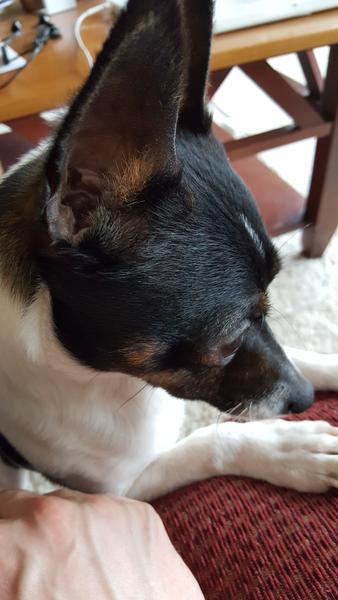 Odie