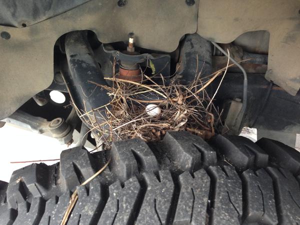 Official Green Certified Vehicle... See a bird nest.