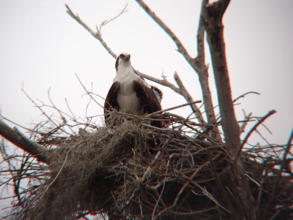 Ospreys are bigger than you think, standing about 20-24" with a 5 foot wingspan.