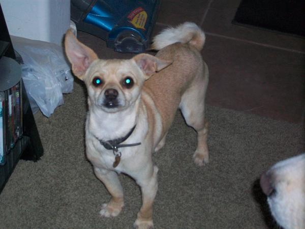 Otis
