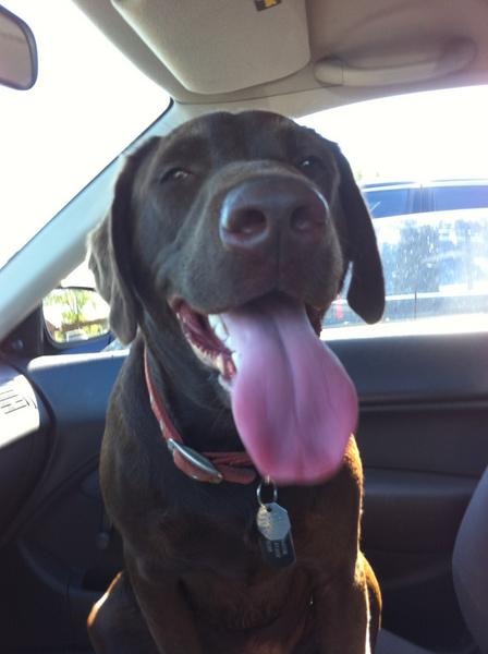 Owen my chocolate Lab :)