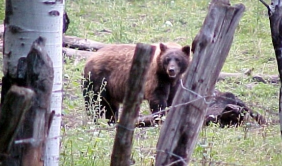 pagosa bear 8 082005