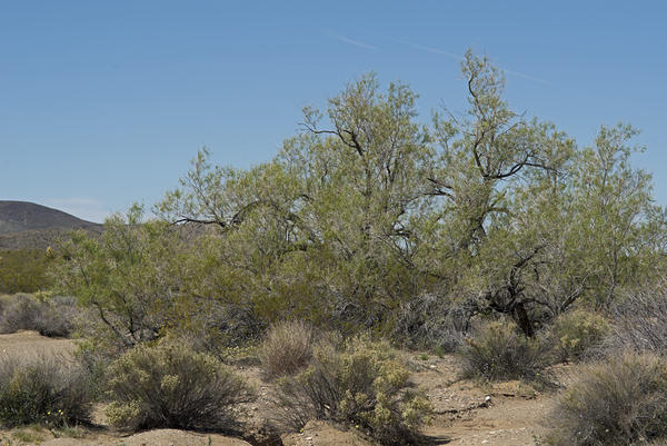 Pepper tree 100 feet from the road in Pinkham Canyon, surrounded by desert wildflowers.