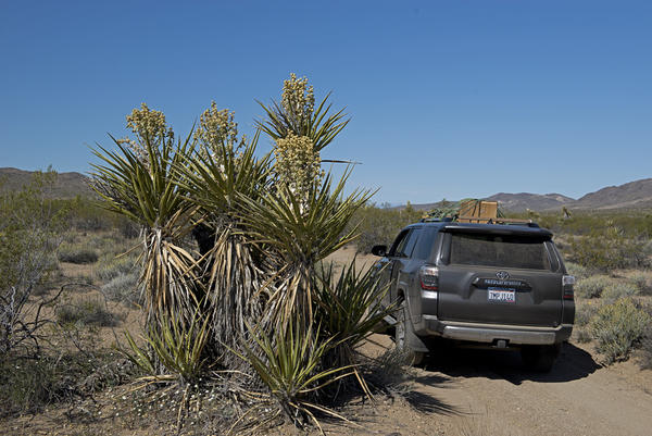 Pinkham Canyon, Joshua Tree National Park