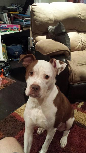 Pit a bull