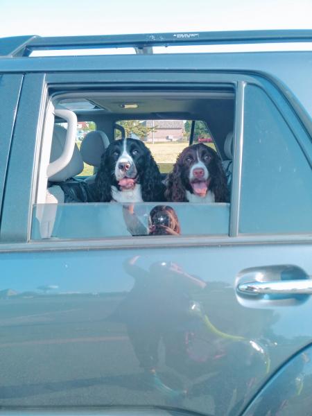 Plumbo pups in Graebaebae ready to play in field