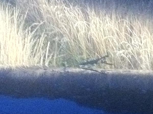 Praying Mantis close up.