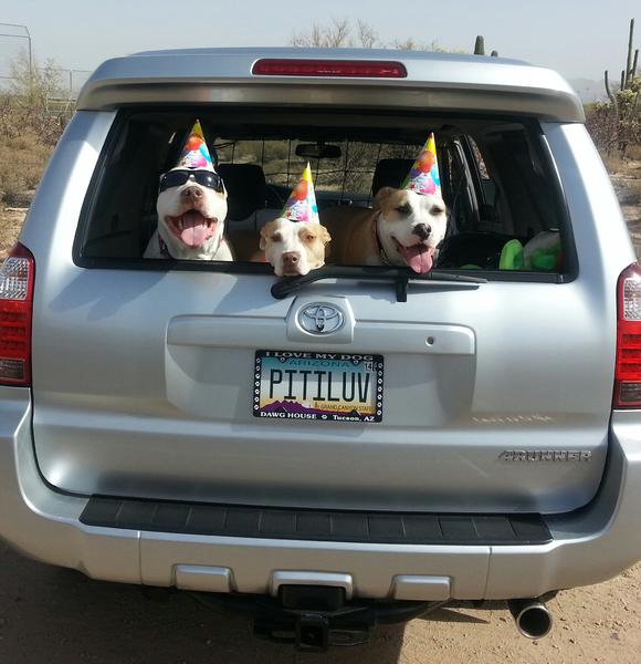Pups chillin on a birthday ride.2007 v8 sport