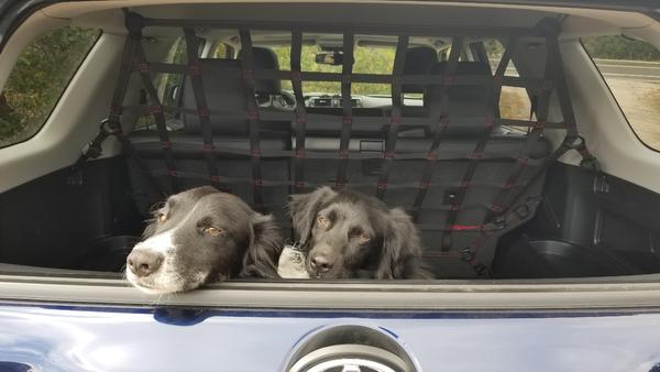Pups gotta ride
