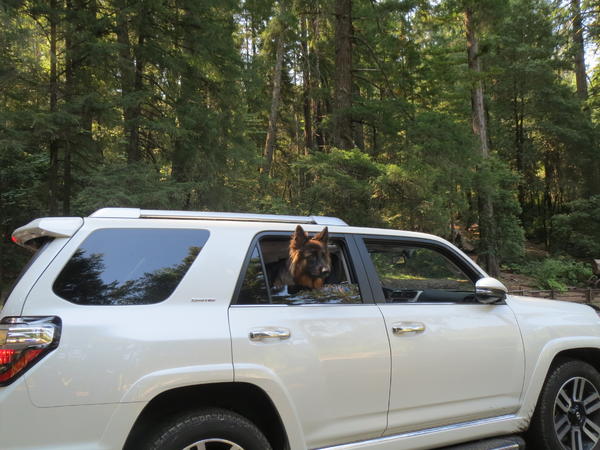 Reko enjoys the ride