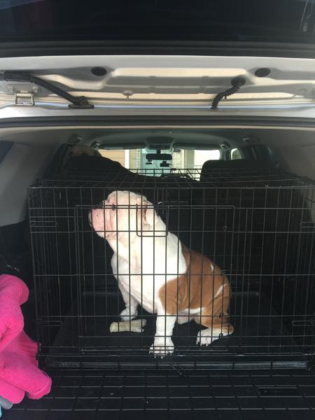 Road trip! Winston the bulldog approved