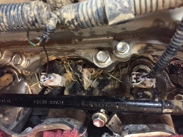 Rodent nest and damaged wire from said rodent.