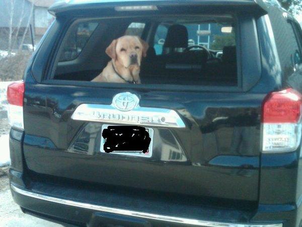 Ryder in the Truck!  His favorite part of riding in the runner is the window!