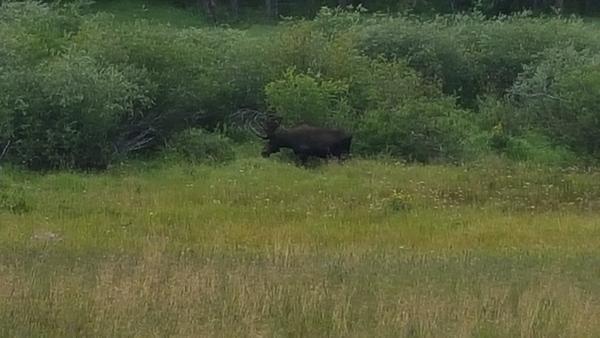 Saw this nice bill moose enjoying lunch on the way in to Grand Lake.