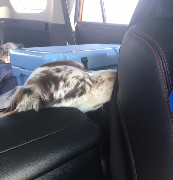 Sleeping CoPilot