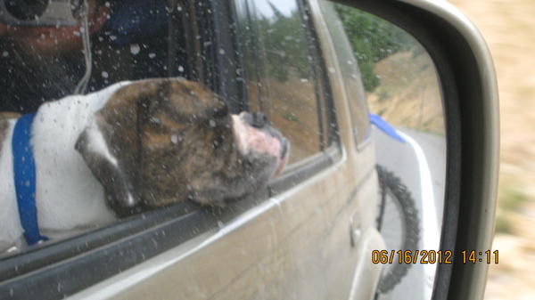 sleepy puppy after exploring Silverton and Telluride
