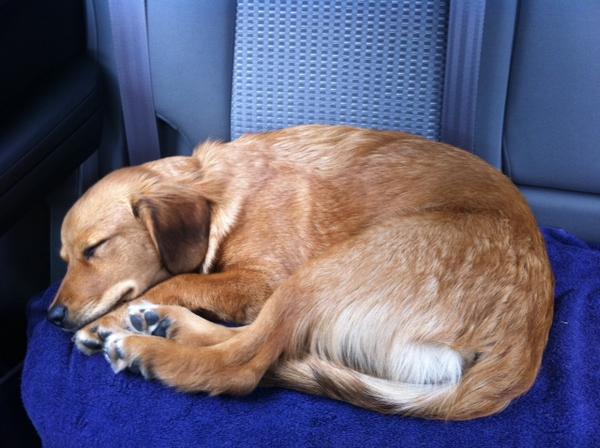 sleepy puppy loves the SR5