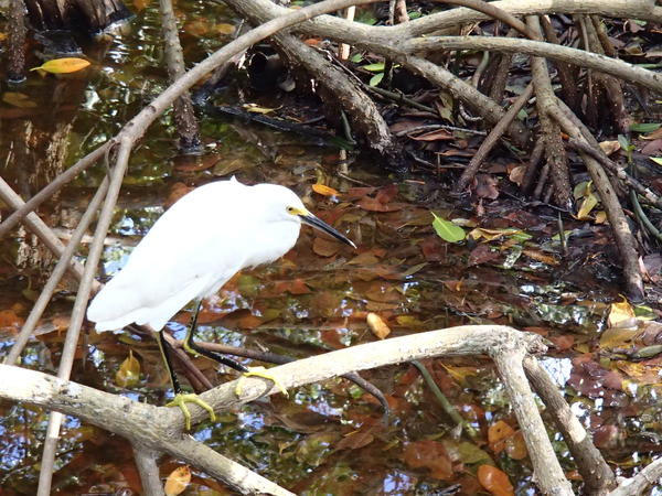 Snowy Egret waiting for a fish to spear