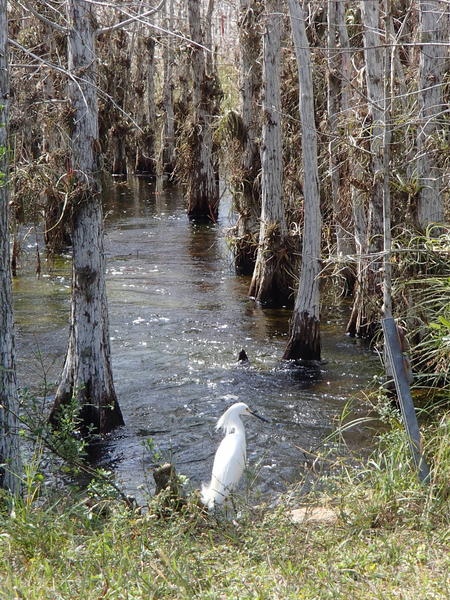 Snowy Egret