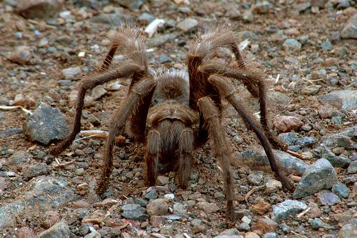 so cal tarantula