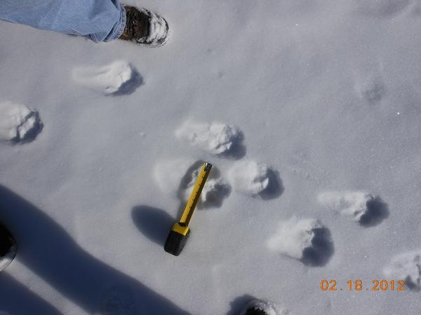 Some nice mountain lion tracks--8" long and 6" wide!
