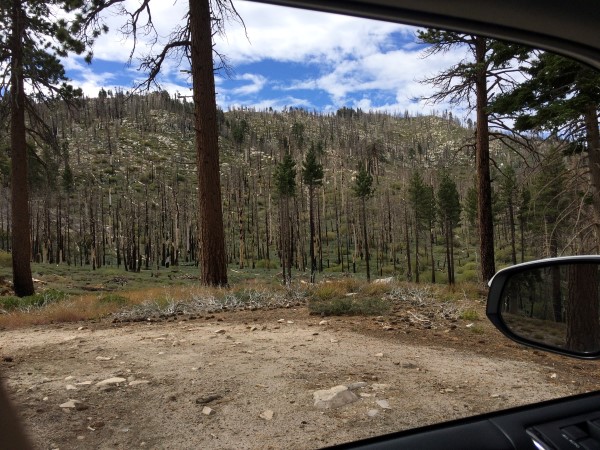 Some of the recovering burn areas north of Big Bear Lake.