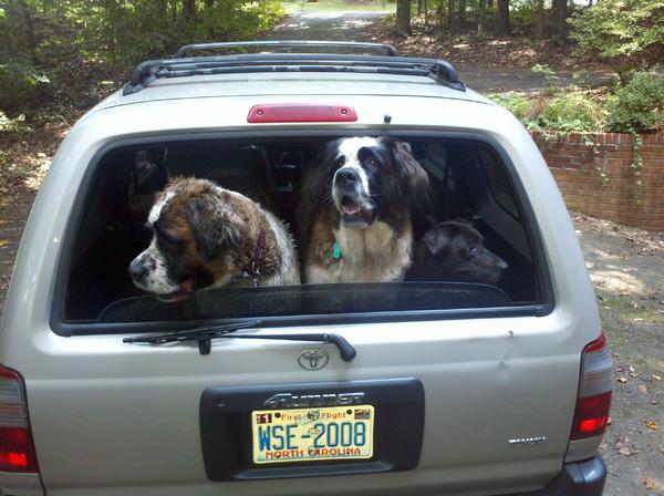 Taking the dogs out to the river.