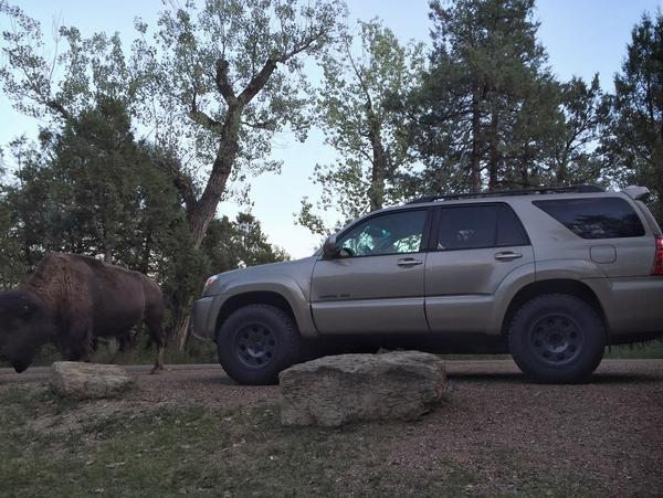 Teddy Roosevelt NP