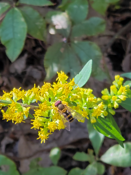 The bee blended in perfectly!