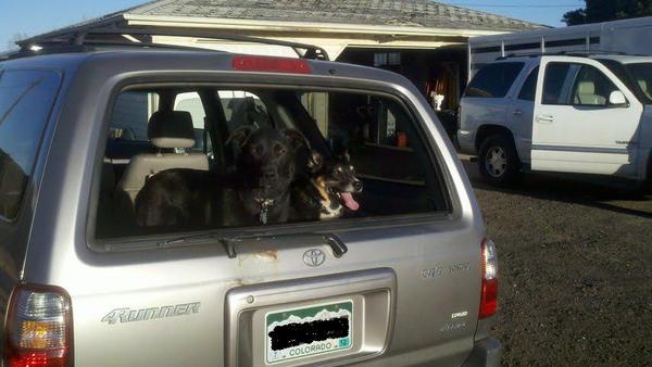 The dogs approve of the roll-down rear window