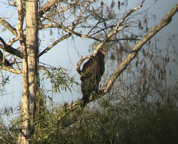 The ominous Turkey Vulture