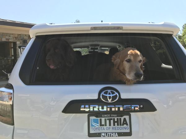 The reason I originally bought the 4Runner - haul my pups!