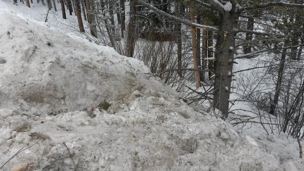 The tree I hit backwards on Loveland Pass.