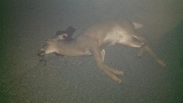This Doe wont be running into anymore cars anytime soon!