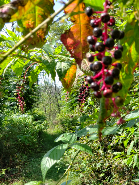 This was a path along the trail, it was very lush and green.