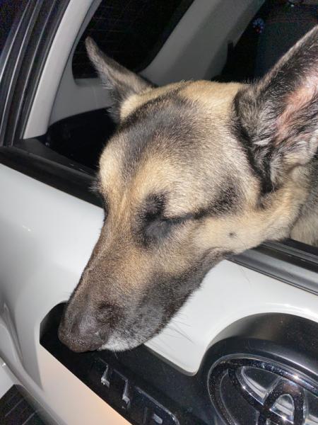 Tired dog