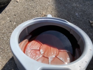 trans fluid drain